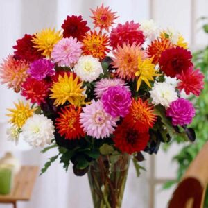 Mixed Dahlias (Variety: Karma Mix)