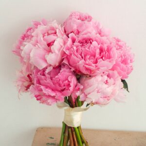 Mixed Peonies (Variety: Sarah Bernhardt)