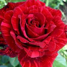 Red Ranunculus (Variety: Red Intuition)