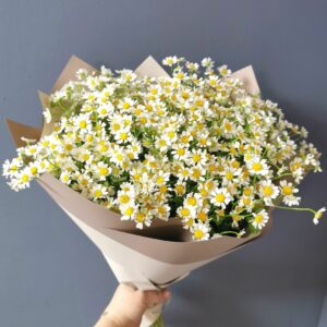 White Daisies (Variety: White Magic)