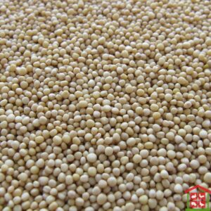 White Sorghum