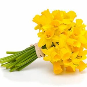 Yellow Daffodils (Variety: Dutch Master)